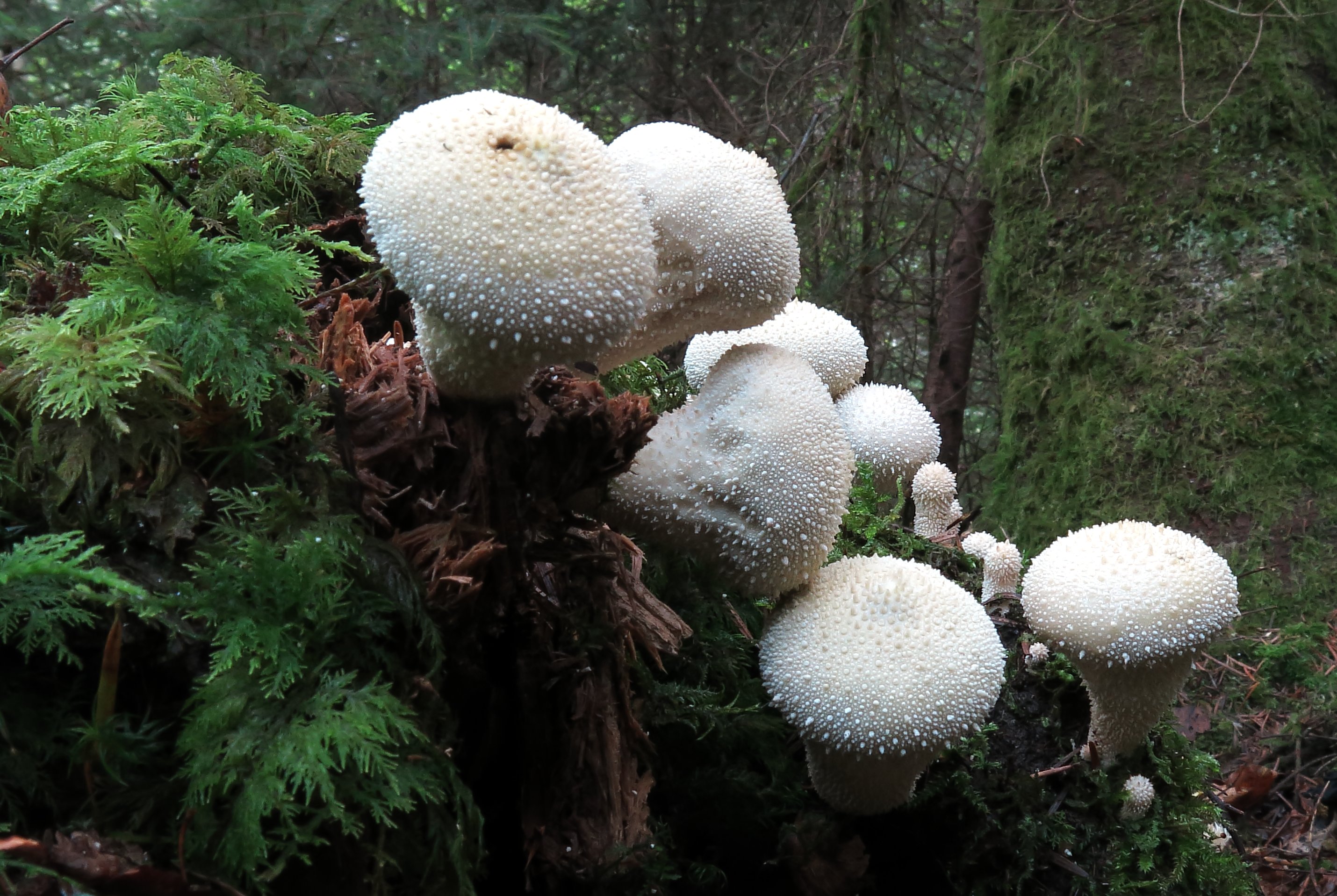 Pilz Flaschen-Stäubling
