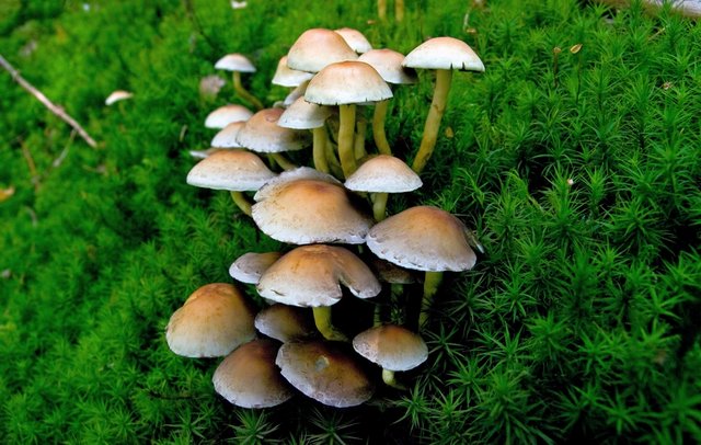 Pilz Grünblättriger Schwefelkopf